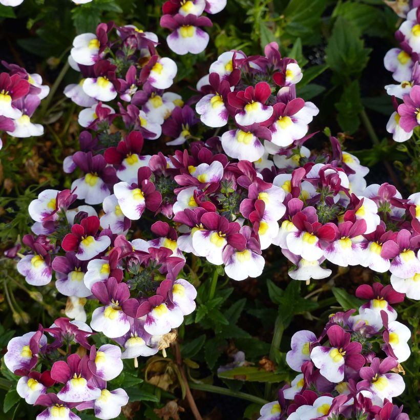 Nemesia Sunpeddle Painted Rose (Fioritura)