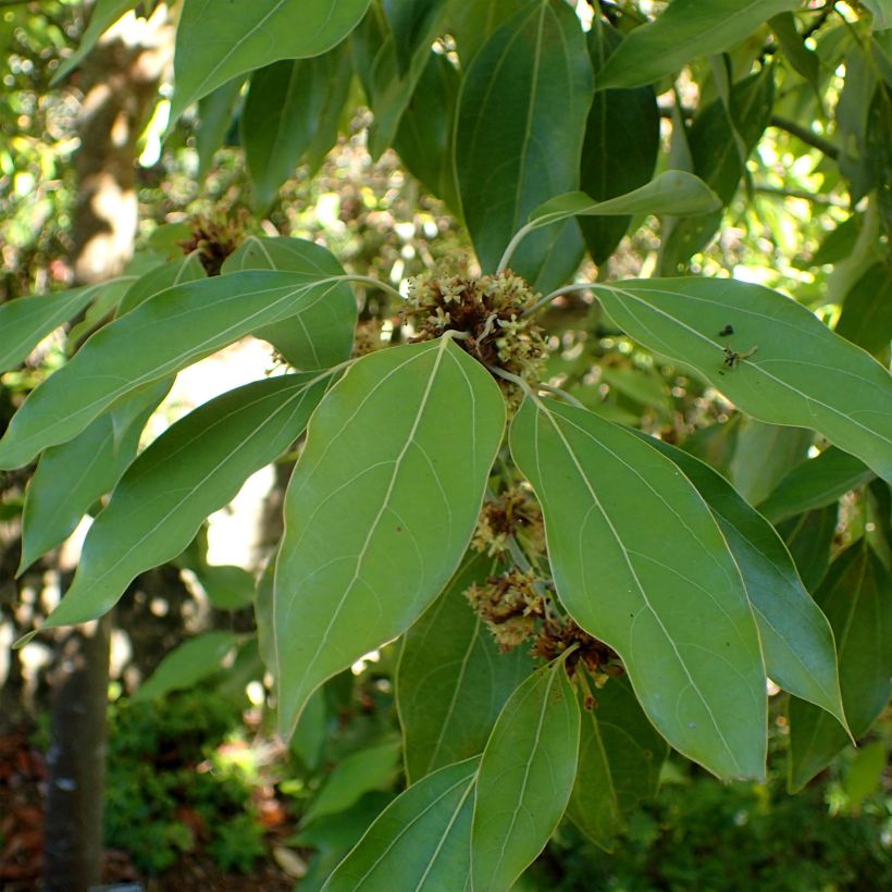 Neolitsea sericea (Fogliame)