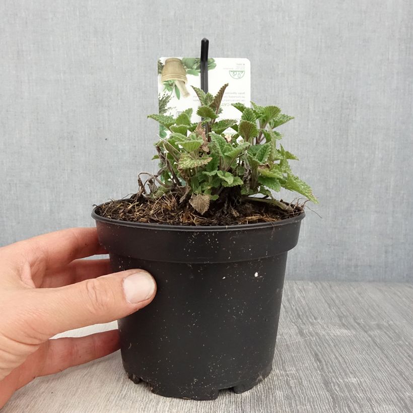 Nepeta cataria Citriodora - Chataire citron pot de 1.5L/2L esemplare consegnato in primavera