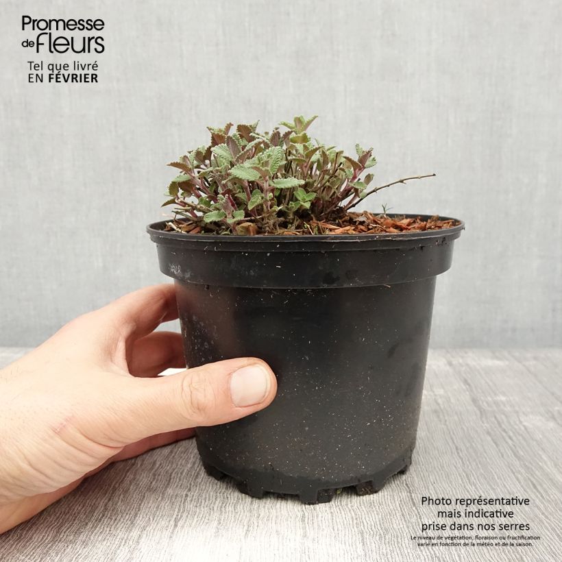 Nepeta faassenii - Népéta hybride Pot de 2L3L esemplare consegnato in inverno