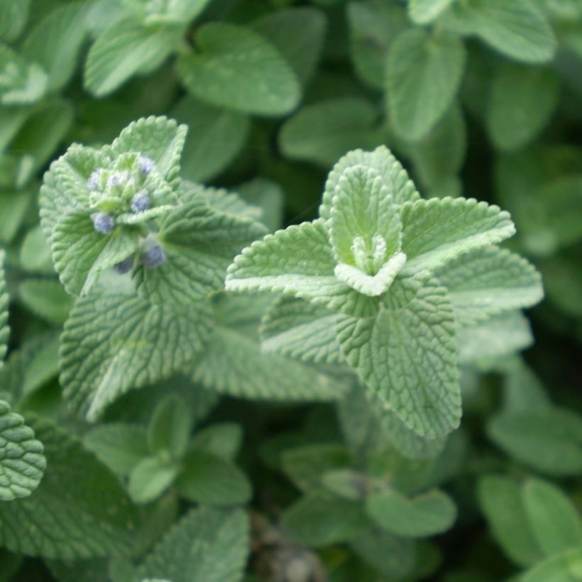 Nepeta faassenii Six Hill's Giant (Fogliame)