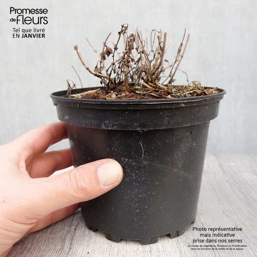 Nepeta nervosa - Chataire nervurée Pot de 2L/3L esemplare consegnato in inverno