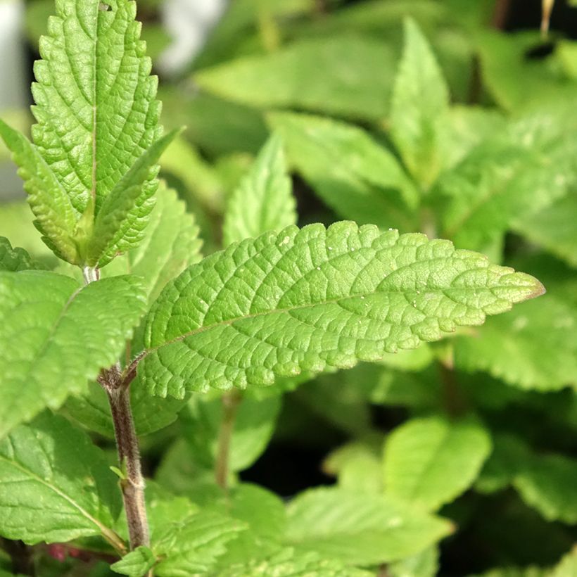 Nepeta nervosa Neptune (Fogliame)