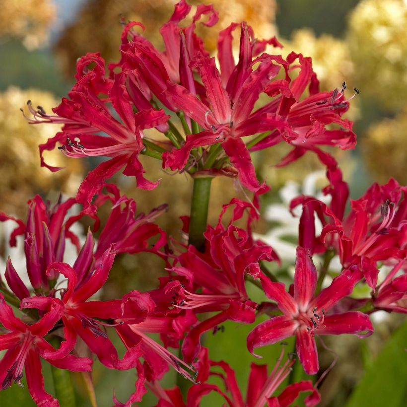 Nerine elegance Pearls of Cherry (Fioritura)