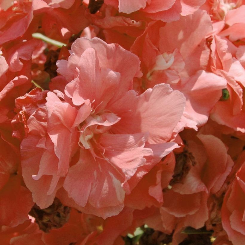 Nerium oleander Pink Salmon Double - Oleandro (Fioritura)