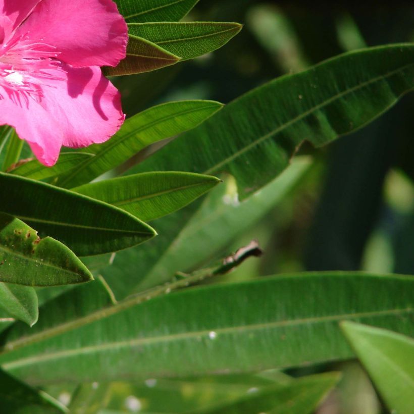 Nerium oleander Simple Red - Oleandro (Fogliame)