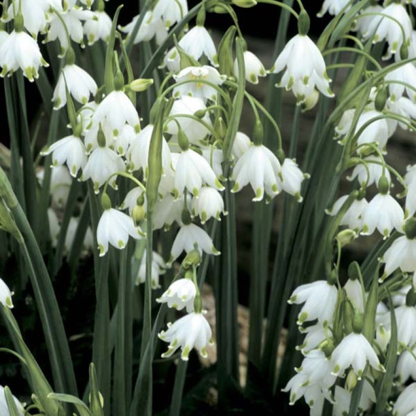 Leucojum aestivum Gravetye Giant - Campanelle maggiori (Fioritura)