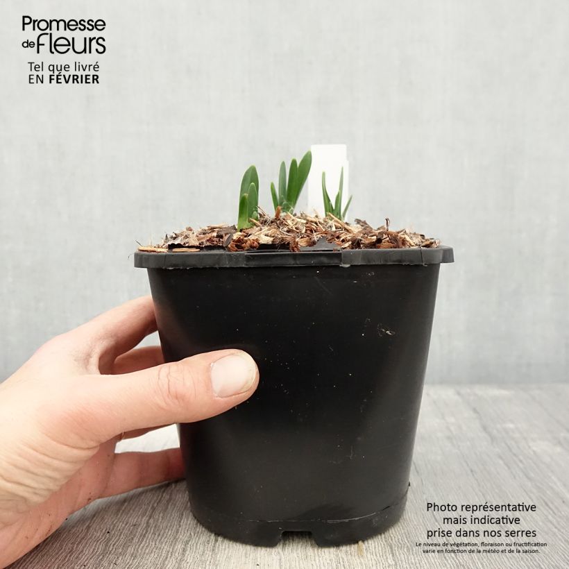 Nivéole d'été - Leucojum aestivum Bridesmaid - Pot de 2L/3L esemplare consegnato in inverno