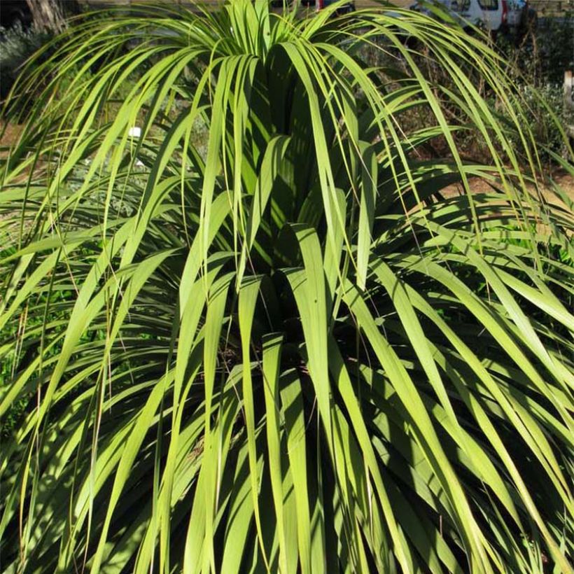 Nolina hibernica La Sibirica (Fogliame)