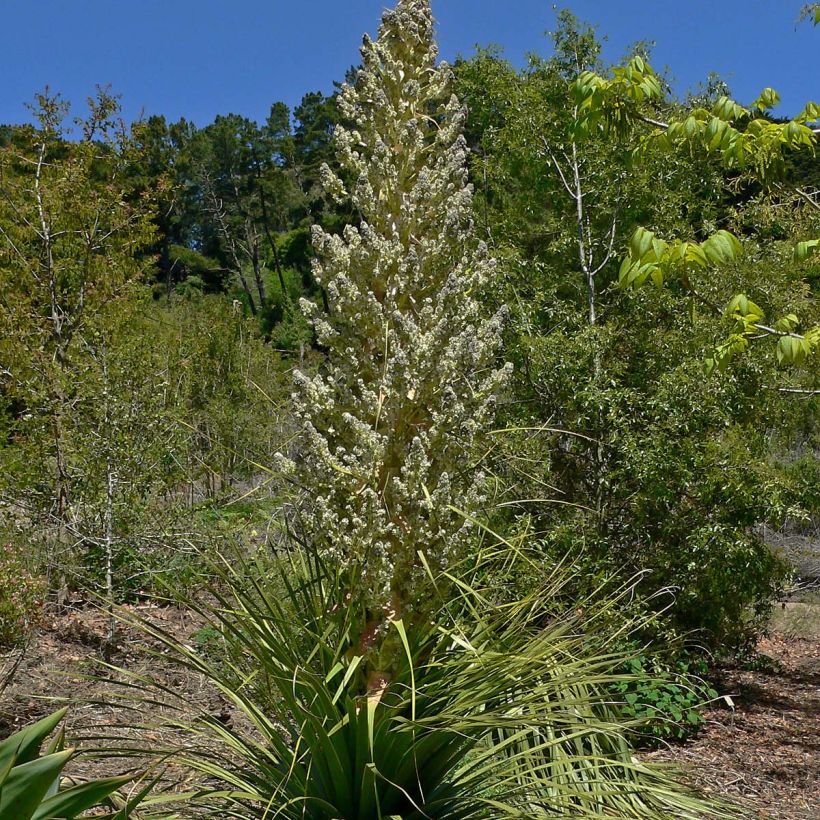 Nolina hibernica La Sibirica (Fioritura)