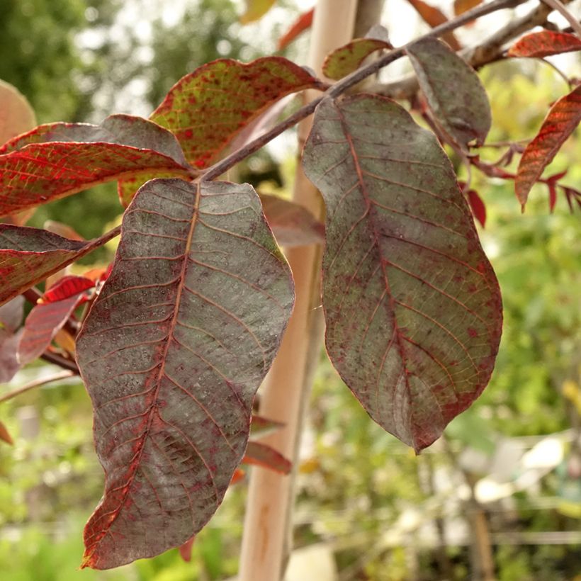 Noce comune Purpurea (Fogliame)