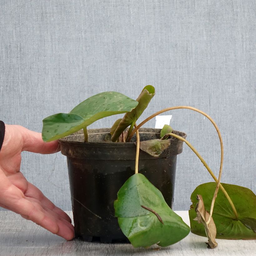 Nymphaea Alba Delicata - Nénuphar rustique - Pot de 1,5L/2L esemplare consegnato in primavera