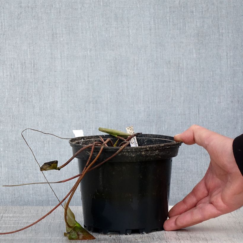 Nymphaea Barbara Davies - Nénuphar rustique - Pot de 1,5L/2L esemplare consegnato in primavera