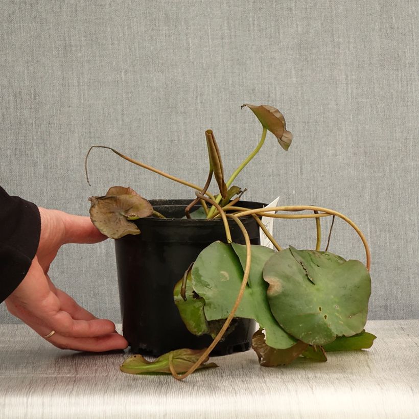 Nymphaea Marliacea Ignea - Nénuphar rustique - Pot de 1,5L/2L esemplare consegnato in primavera