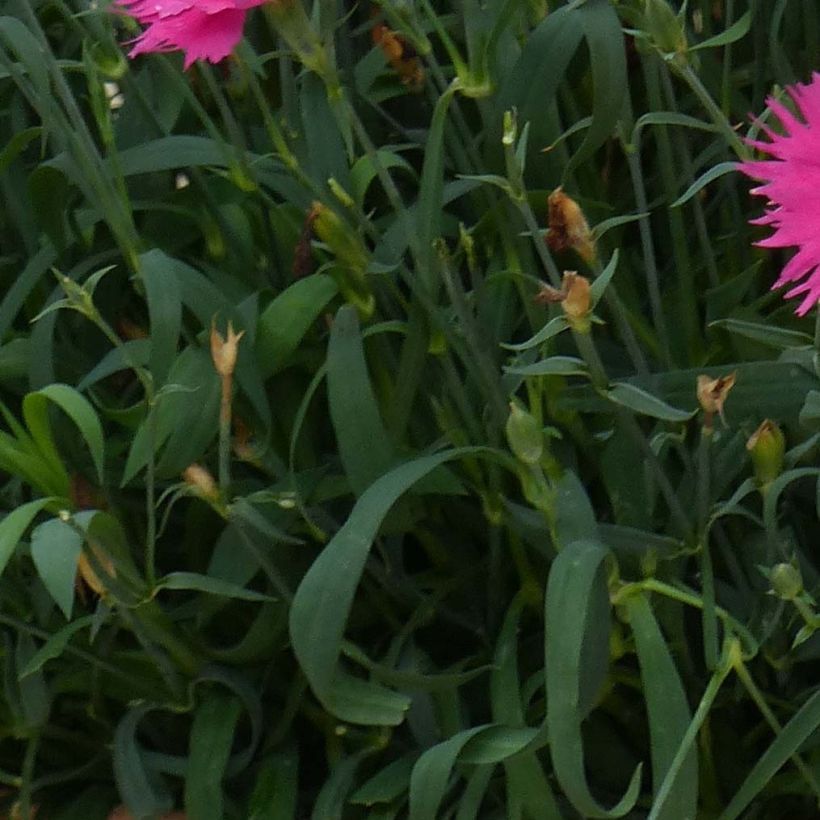 Dianthus superbus Suntory Pink - Garofanino frangiato (Fogliame)