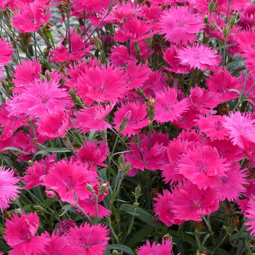 Dianthus superbus Suntory Pink - Garofanino frangiato (Fioritura)