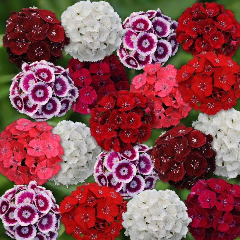 Dianthus barbatus Gigas Mix - Garofano dei poeti (Fioritura)