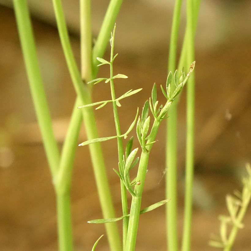 Oenanthe aquatica - Finocchio acquatico cicutario (Fogliame)