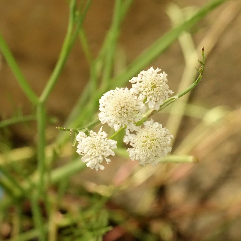 Oenanthe aquatica - Finocchio acquatico cicutario (Fioritura)