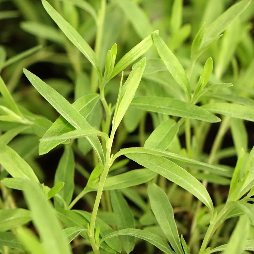 Oenothera fruticosa African Sun (Fogliame)