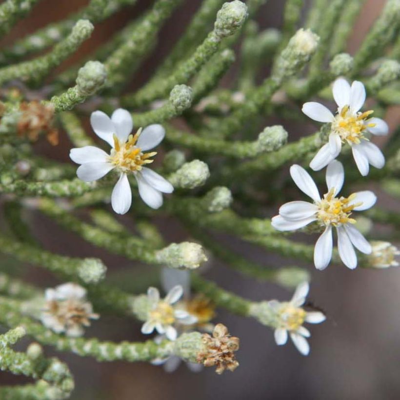 Olearia lepidophylla (Fioritura)