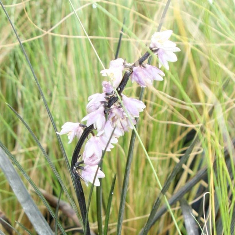 Ophiopogon planiscapus Nigrescens (Fioritura)