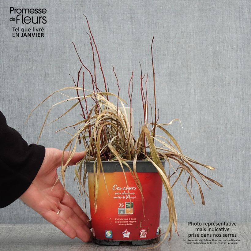 Ophiopogon Albo variegata ou Albovariegatus Pot de 2L/3L esemplare consegnato in inverno