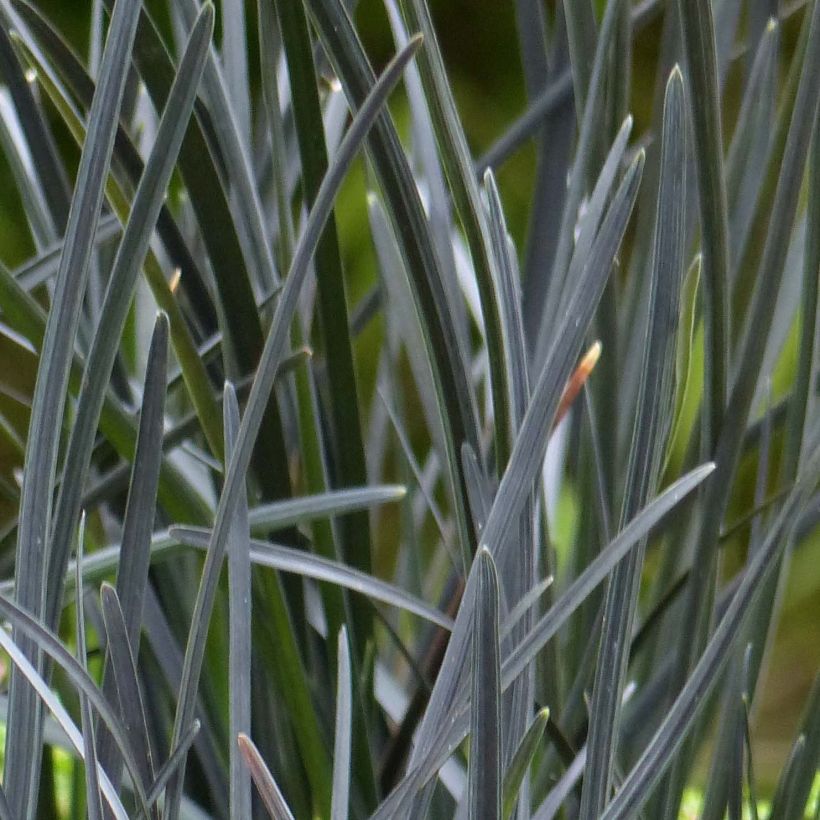 Ophiopogon planiscapus Hosoba Kokuryu (Fogliame)