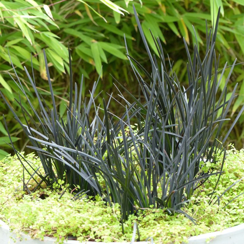 Ophiopogon planiscapus Hosoba Kokuryu (Porto)