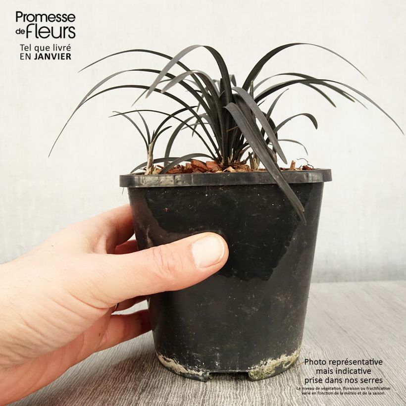 Ophiopogon planiscapus Black Dragon Pot de 1L/1,5L esemplare consegnato in inverno