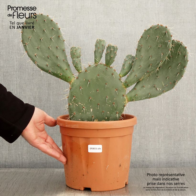 Opuntia Alta - Cactus Pot de 4L/5L esemplare consegnato in inverno