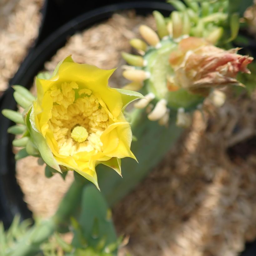 Opuntia cacanapa Ellisiana (Fioritura)