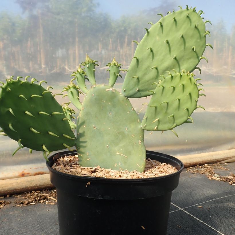 Opuntia cacanapa Ellisiana (Porto)