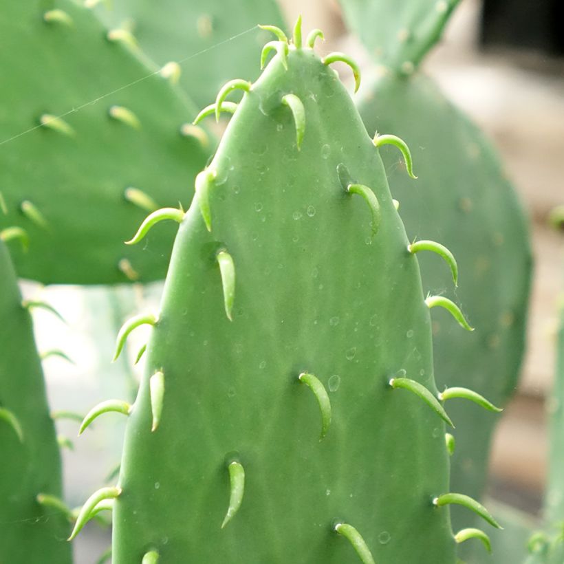 Opuntia cacanapa Ellisiana (Fogliame)