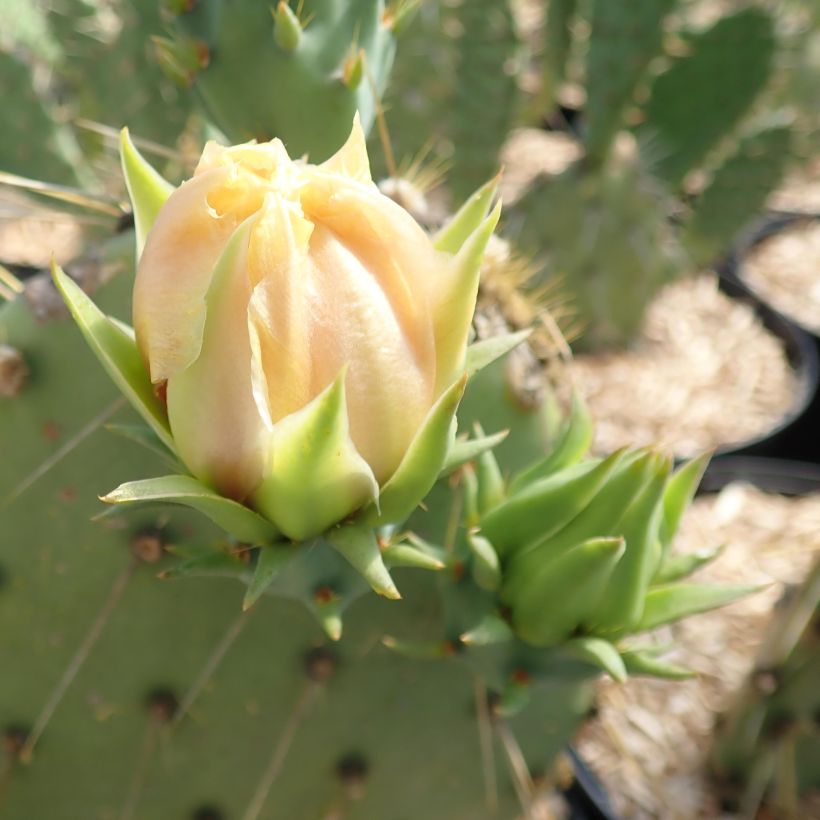 Opuntia engelmannii var. cyclodes (Fioritura)