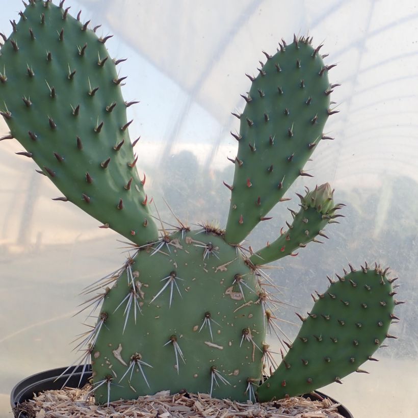 Opuntia dulcis (Porto)