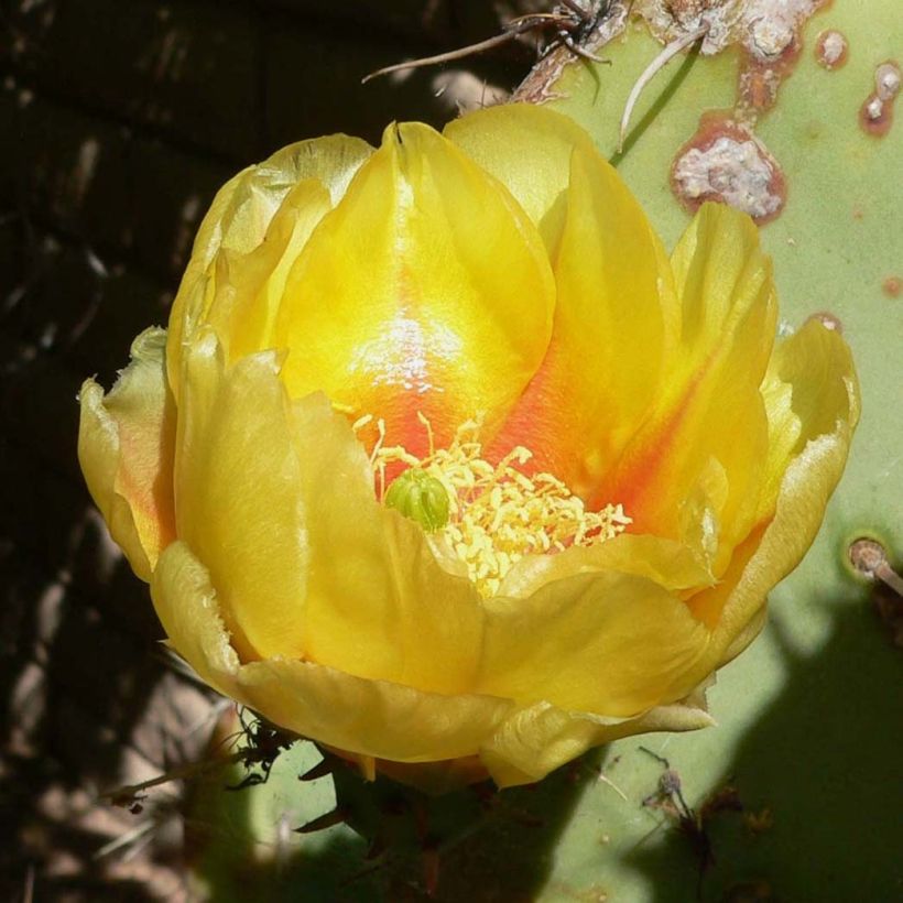 Opuntia engelmannii (Fioritura)