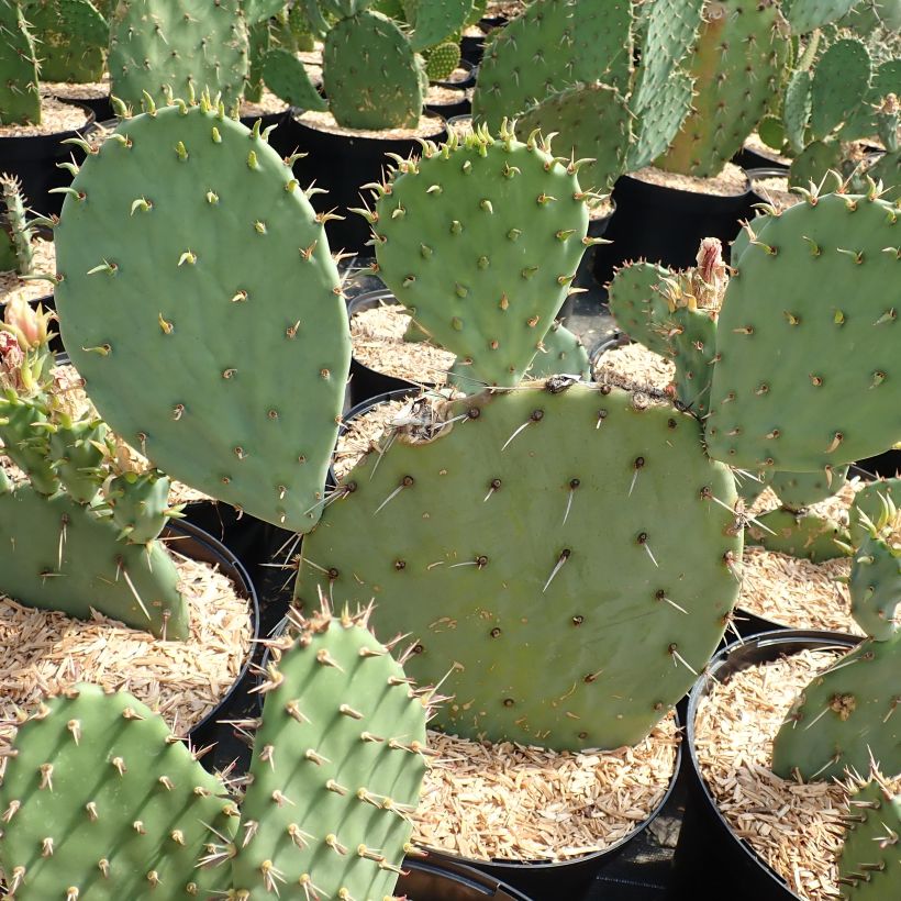 Opuntia engelmannii Belen (Porto)