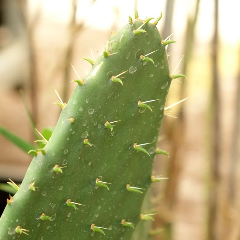 Opuntia engelmannii var.indheimeri (Fogliame)