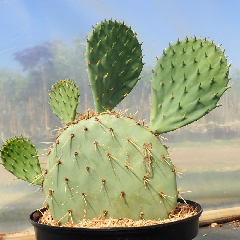 Opuntia engelmannii var. rastrera (Porto)