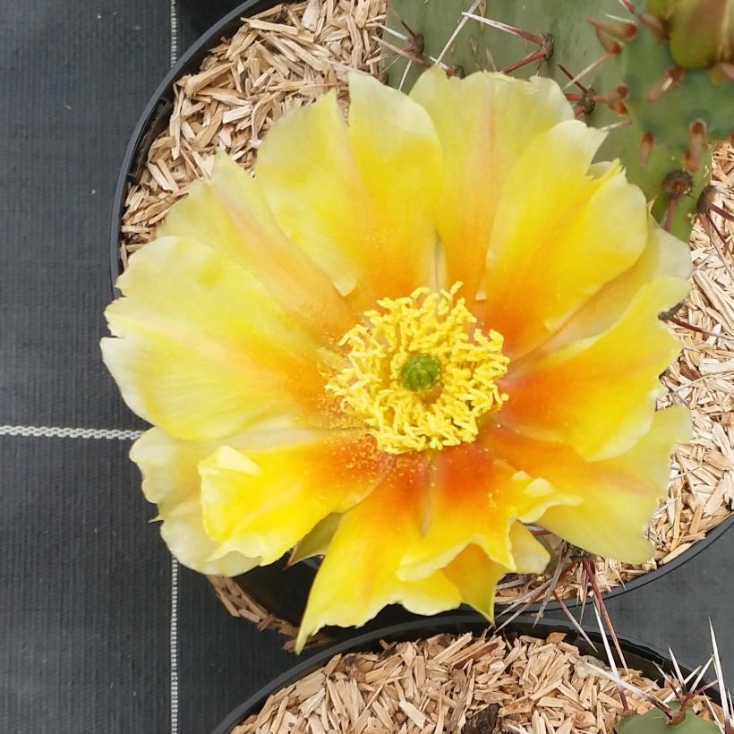 Opuntia engelmannii var. rastrera (Fioritura)