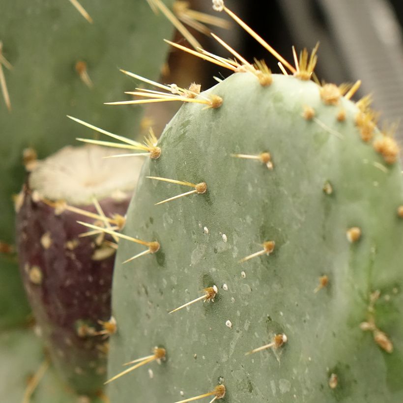 Opuntia engelmannii var. rastrera (Fogliame)