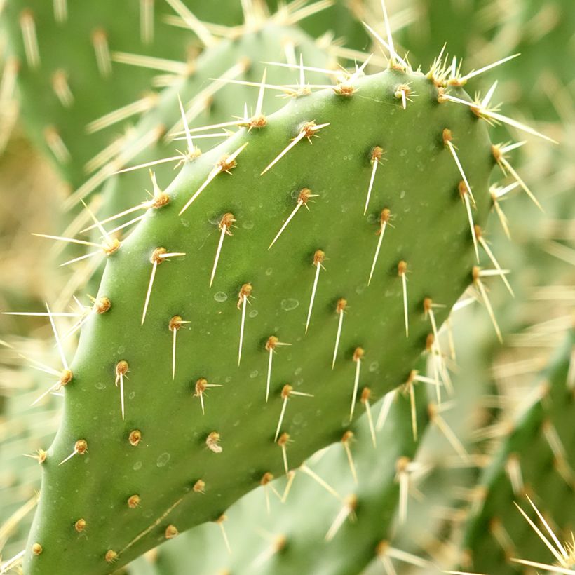 Opuntia howeyi (Fogliame)