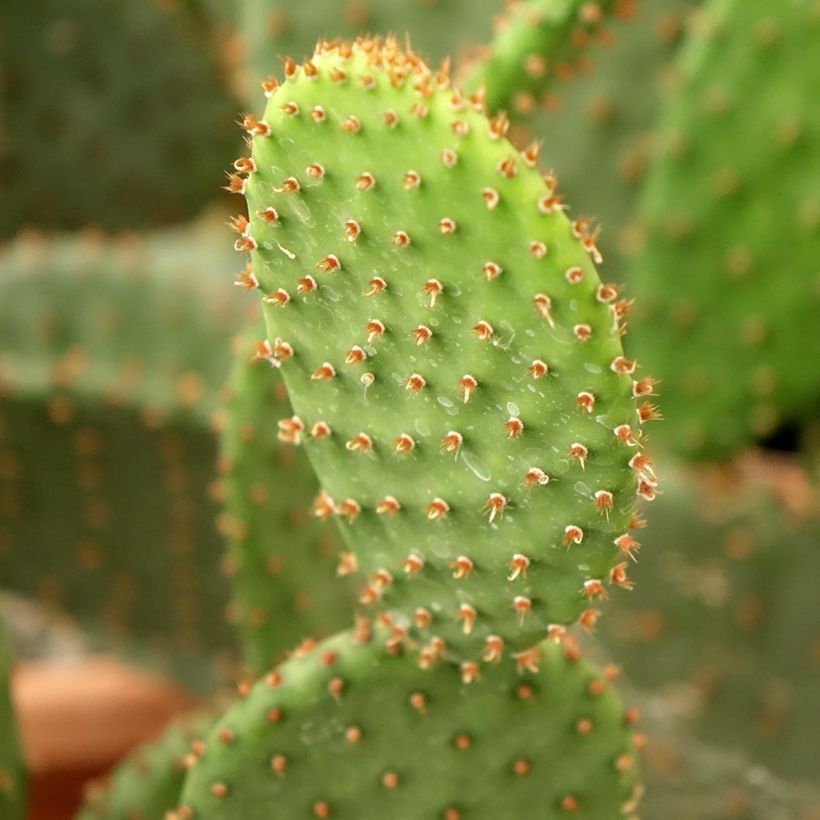 Opuntia lubrica (Fogliame)