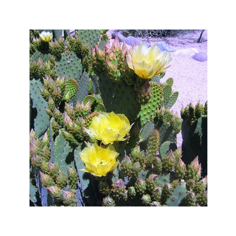 Opuntia lubrica (Fioritura)