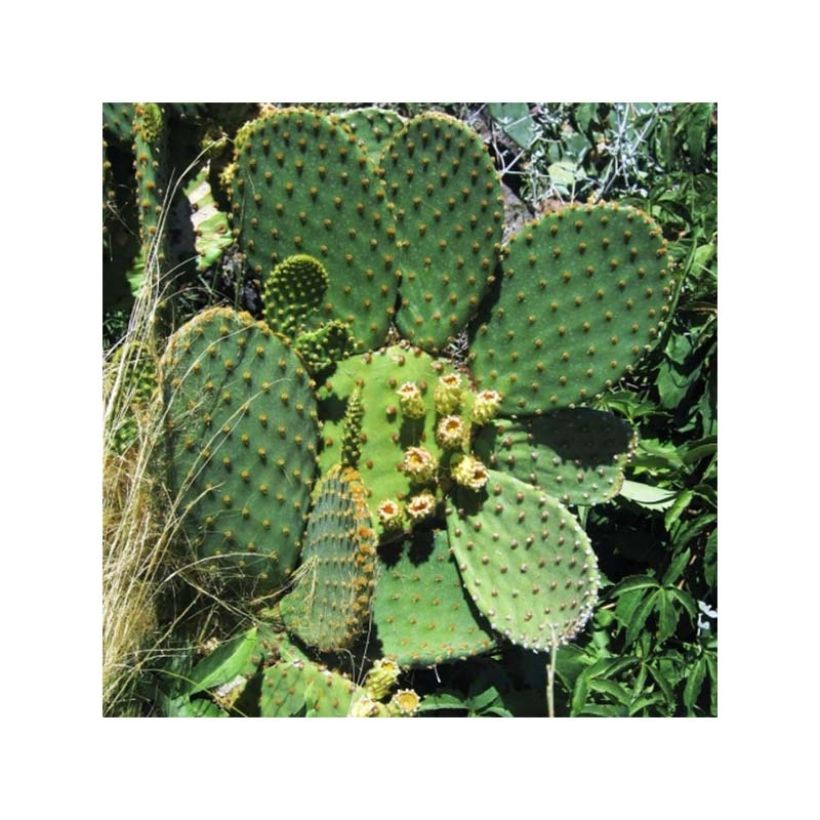 Opuntia lubrica (Porto)