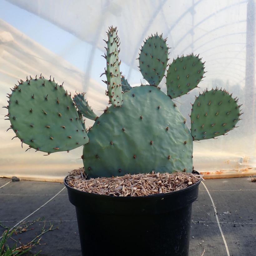 Opuntia sanguinicola (Porto)