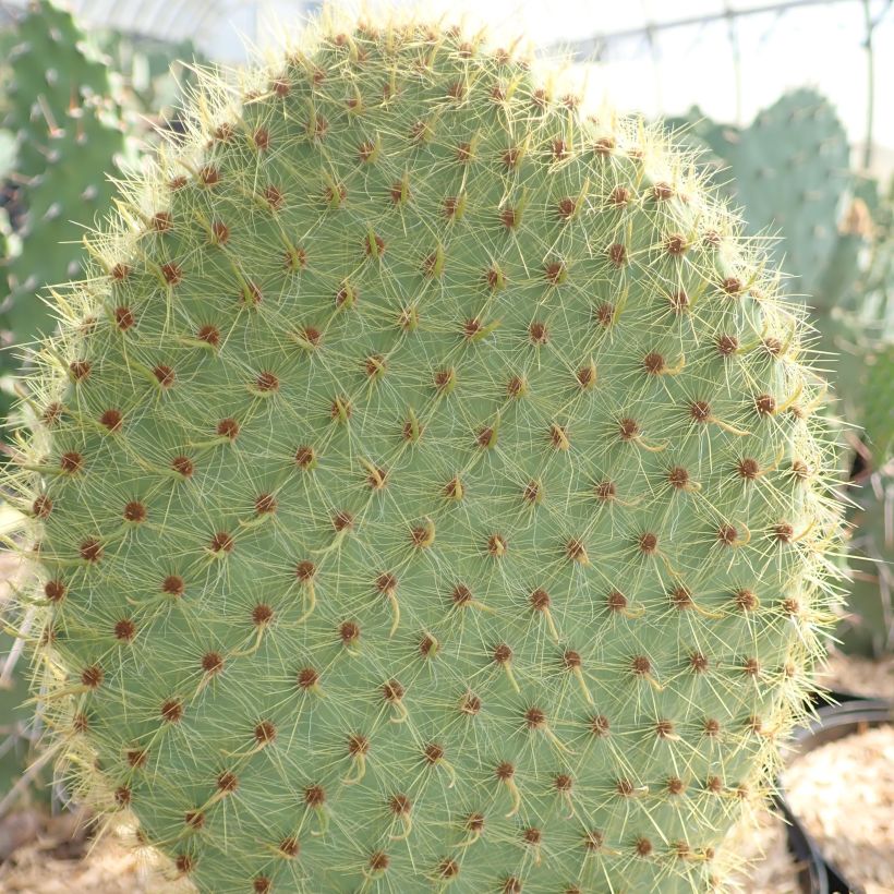 Opuntia scheeri (Fogliame)