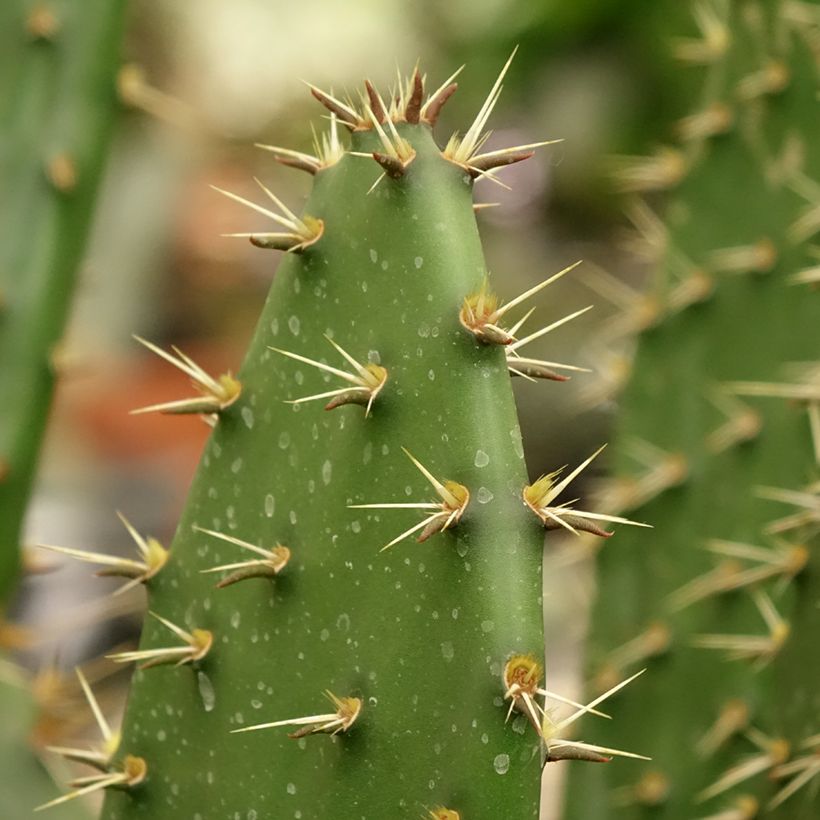 Opuntia semispinosa (Fogliame)