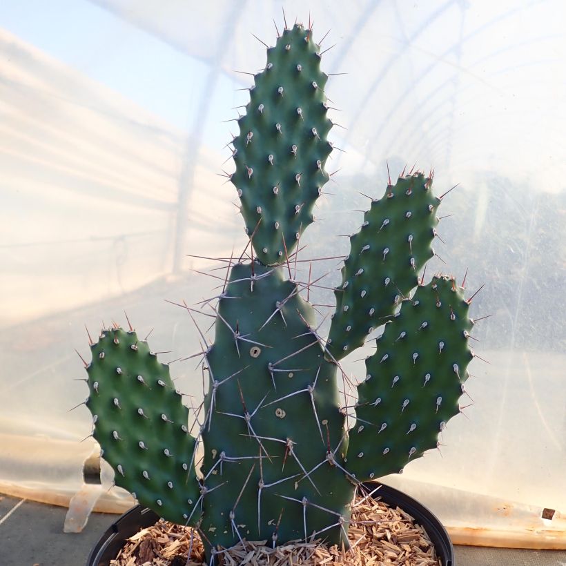 Opuntia sulfurea (Porto)